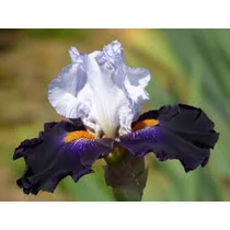 Iris  'Black domino' (Nőszirom)