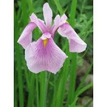 Iris laviegata rose queen - mocsári írisz kerti tavi növény