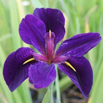 Iris louisiana 