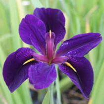 Iris louisiana 