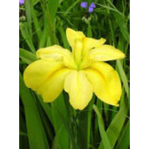 Iris louisiana yellow – Sárga írisz kerti tavi növény