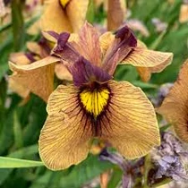 Iris pseudata Yarai 9x9-es cserépben