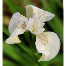 Iris pseudocorus Creme de la Creme - mocsári nőszirom kerti tavi növény