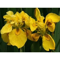 Iris pseudocorus flore pleno - mocsári nőszirom kerti tavi növény