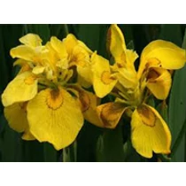 Iris pseudocorus flore pleno - mocsári nőszirom kerti tavi növény