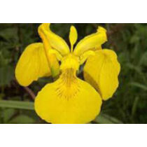 Iris pseudocorus - mocsári nőszirom kerti tavi növény