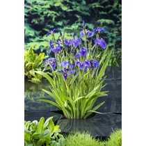 Iris setosa