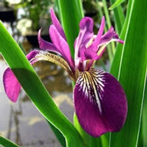 Iris versicolor Kermesina - mocsári írisz kerti tavi növény