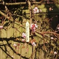 Jeltábla fából natúr szín huzallal,10cm,15db-os szett