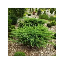 Juniperus conferta 'Schlager' - 