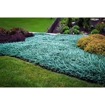 Juniperus horizontalis 'Blue Carpet'  - 