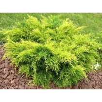 Juniperus × pfitzeriana 'Gold Star' - Sárga levelű kúszóboróka