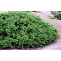 Juniperus sabina 'Tamariscifolia' - Zöld levelű nehézszagú kúszóboróka