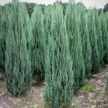 Juniperus scopulorum 'Blue Arrow' - Kék, oszlopos, oregoni boróka