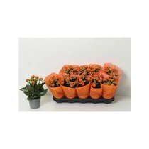 Kalanchoe GE BRIDGET