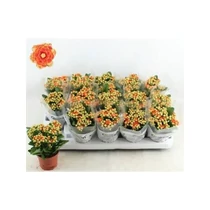 Kalanchoe GE MF GENEVA