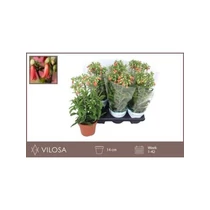 Kalanchoe HG LUCKY BELLS