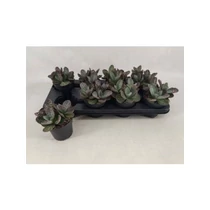 Kalanchoe H SURPRIS DESERT