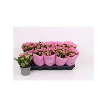 Kalanchoe ROSALIE AFRICAN JUNE