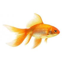 Kerti tavi aranyhal fátyolos 20-25cm