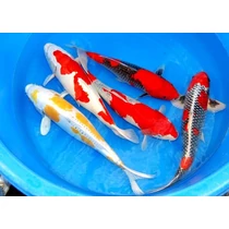 Koi Ponty handpick 10-12cm