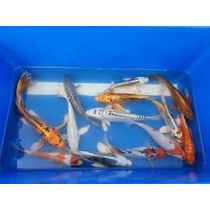 Koi Ponty (13-16 cm)