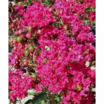 Lagerstroemia Red Imperator