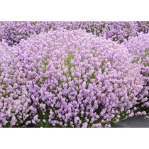 Lavandula angustifolia 'Hidcote Pink' (Francia levendula)