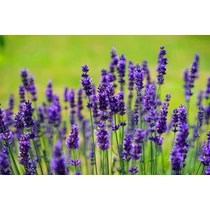 Lavandula angustifolia 'Nana Atropurpurea' (Francia levendula)