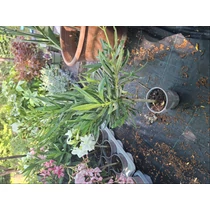 Nerium oleander Törzses fehér