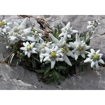 Leontopodium alpinum (Havasi gyopár)