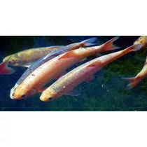 Leuciscus idus orfus - Arany jászkeszeg 12-15 cm