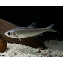 Leuciscus idus orfus blue - kék jászkeszeg kerti tavi hal 12-15 cm