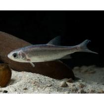 Leuciscus idus orfus blue - kék jászkeszeg kerti tavi hal 12-15 cm