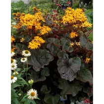Ligularia dentata 'Britt-Marie Crawford' (Kínai hamuvirág)