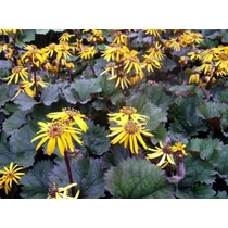 Ligularia dentata 'Twilight' (Kínai hamuvirág)