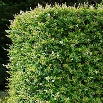 Ligustrum ovalifolium 'Little Green Diamond'® - Törpe télizöld fagyal