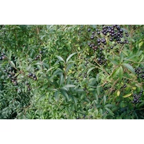Ligustrum vulgare 'Lodense' - Törpe fagyal