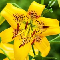 Lilium  'Yellow Bruse' (Liliom)
