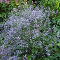 Limonium latifolium (Széleslevelű sóvirág)