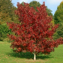 Liquidambar styraciflua