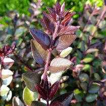 Lonicera nitida 'Garden Cloud Purple Storm' - Bordó levelű talajtakaró lonc
