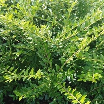 Lonicera nitida 'Hohenheimer Findling' - Talajtakaró lonc