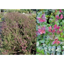 Lonicera nitida 'Red Tips' - Vörös hajtásvégű talajtakaró lonc
