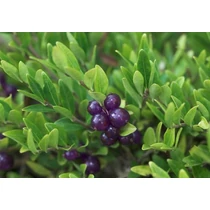 Lonicera pileata 'Moss Green' - Talajtakaró lonc