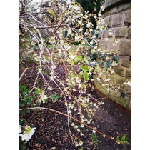 Lonicera purpusii 'Winter Beauty' - 