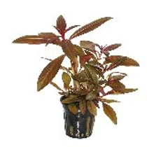 Ludwigia glandulosa