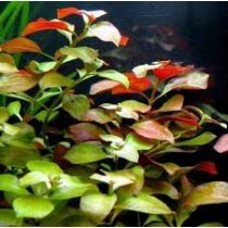 Ludwigia repens mesacna akváriumi növény