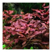 Ludwigia super red mini akváriumi növény