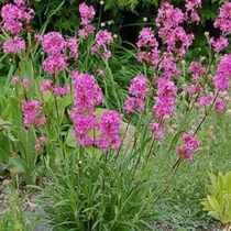 Lychnis viscaria 'Splendens' (Balkáni enyvesszegfű)